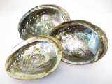 Abalone Schelp Groothandel 