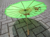 Chinese parasol groot - groen