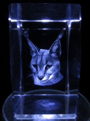 3D Kattenkop 5x8