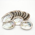 Groothandel - Abalone Schelp Mini
