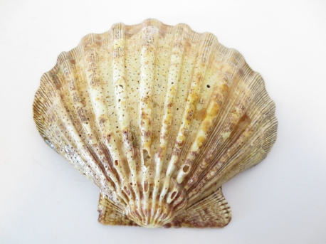 Abalone Schelp (Leeuw Pauw) Groothandel