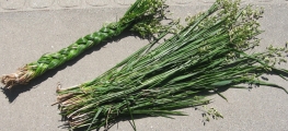 Groothandel - Sweetgrass AA kwaliteit (60-70 cm)